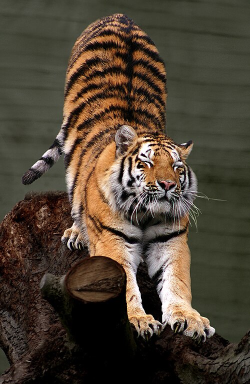 Stretching